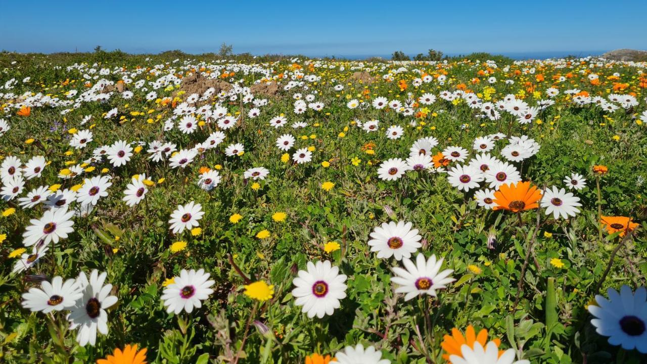 Allesvergeten In Langebaan Country Estate 외부 사진